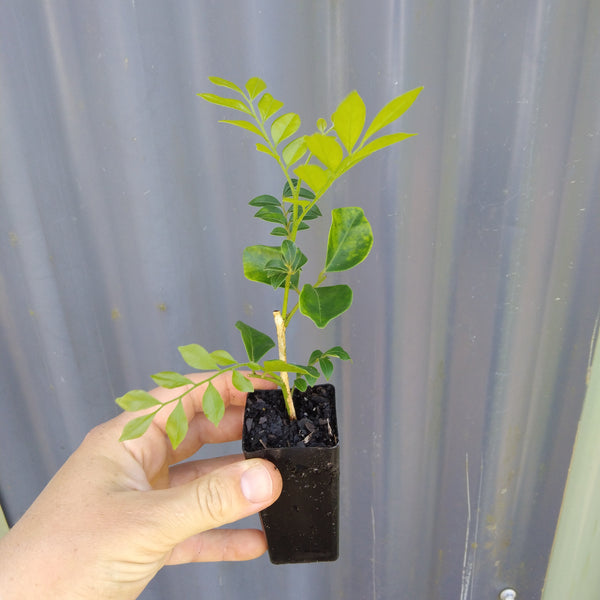 Murraya paniculata "Mock Orange" plant in a mini tube.