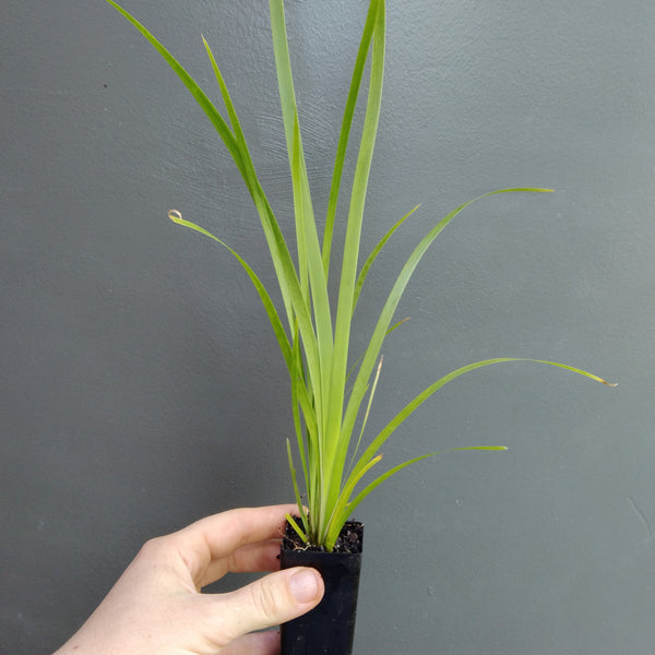 Lomandra hystrix "Mat Rush" Mini Tube
