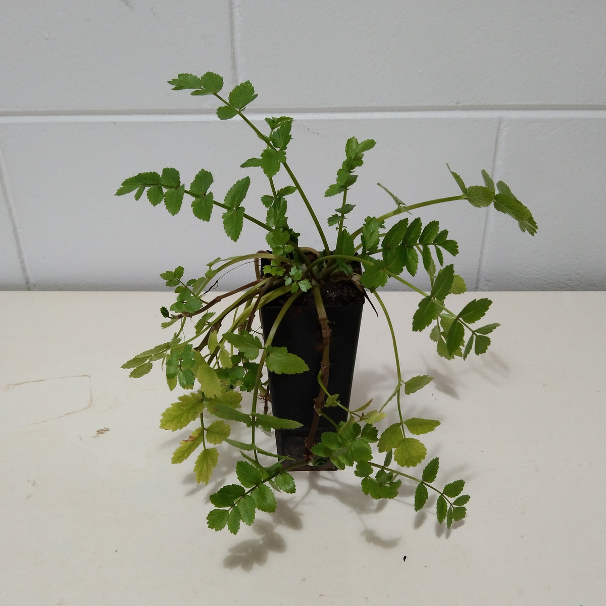 Aethionema cordifolium "Lebanese Cress" Buy plants online Qld Tubestock