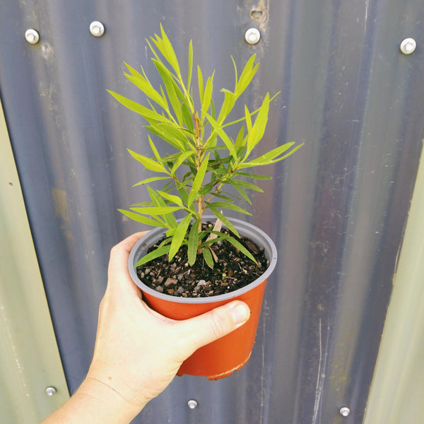 Callistemon "Wilderness White" in a 120mm pot.