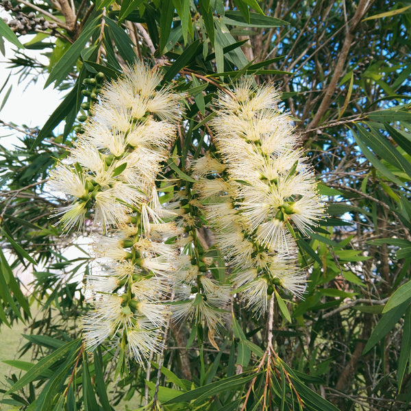 The large creamy white flowers of Callistemon "Wilderness White".