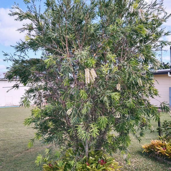 Callistemon "Wilderness White" established in the garden.