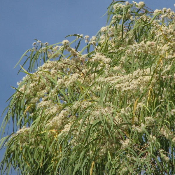 Corymbia tessellaris "Moreton Bay Ash"