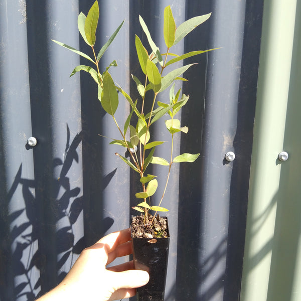 Corymbia tessellaris "Moreton Bay Ash"