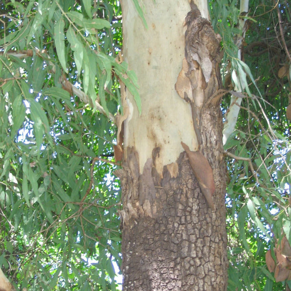 Corymbia tessellaris "Moreton Bay Ash"