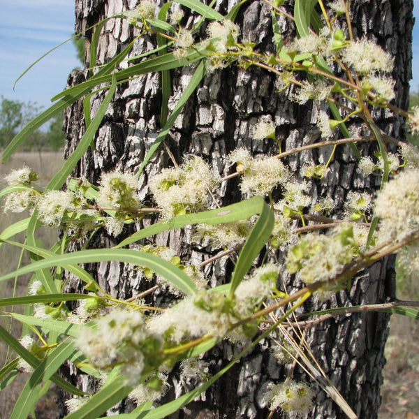 Corymbia tessellaris "Moreton Bay Ash"