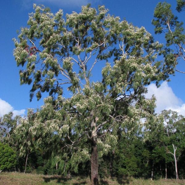 Corymbia tessellaris "Moreton Bay Ash"