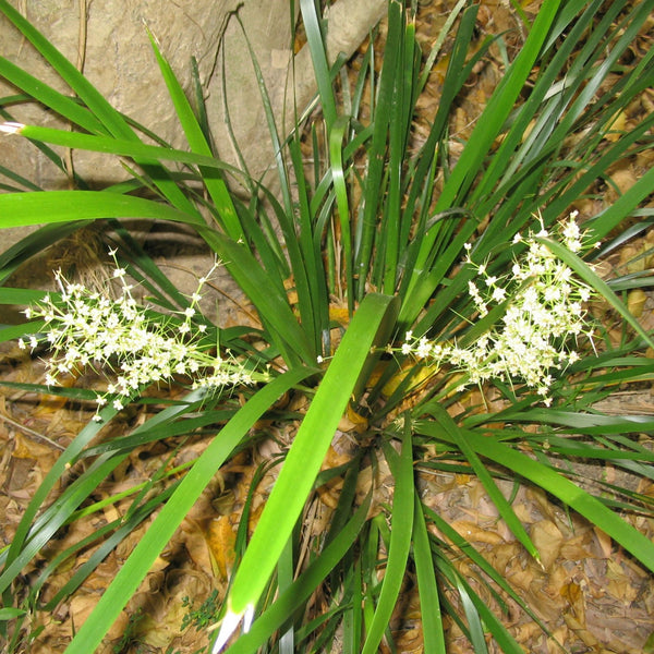 Lomandra hystrix "Mat Rush" in the garden, showing off it's strappy leaves and creamy white flower spikes.