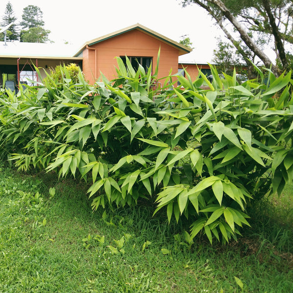 Thysanolaena mixima "Tiger Grass" in the garden. This row has been planted to visually screen off a busy road right next door.