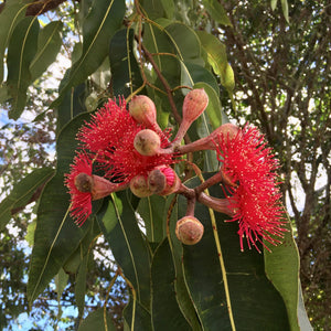 Corymbia ptychocarpa "Swamp Bloodwood" flowers. The flowers are large and pink, emerging from round brown capsules.
