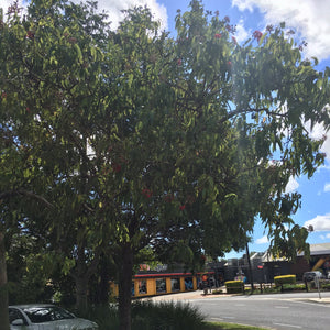 A Corymbia ptychocarpa "Swamp Bloodwood" growing in Atherton CBD
