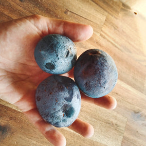 A hand holding three round, blue Davidsonia pruriens "Davidson's Plum" fruit.