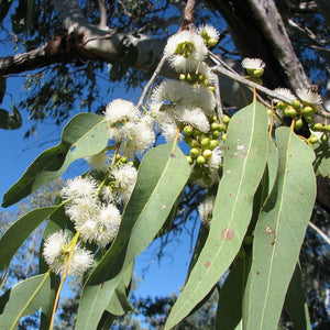 The white puffy flowers of Eucalyptus grandis "Rose Gum"