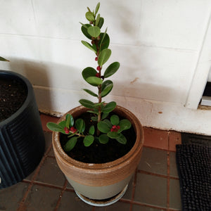 A Ficus microcarpa "Green Island" in a pot on a patio.