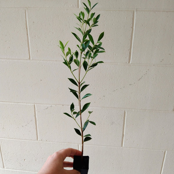 Acmena smithii minor "Lilly Pilly" plant in a mini tube.