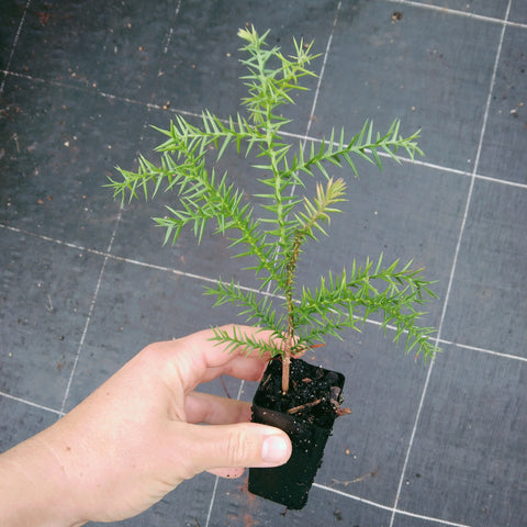 Araucaria cunninghamii "Hoop Pine" seedling in a mini tube.