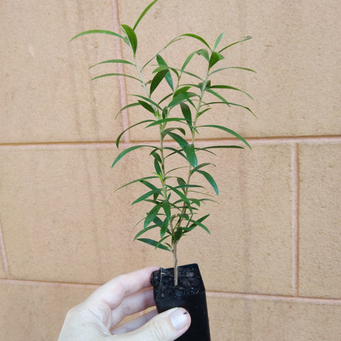 Callistemon "King's Park Special" plant in a mini tube.