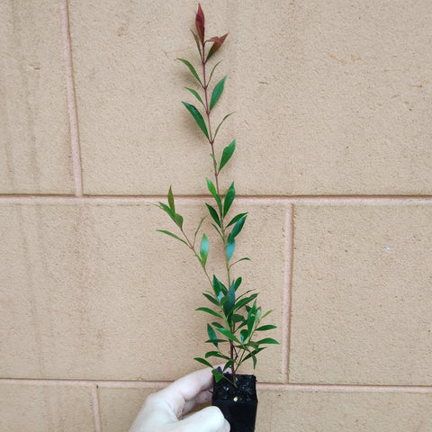 Acmena 'Forest Flame' plant in a mini tube.