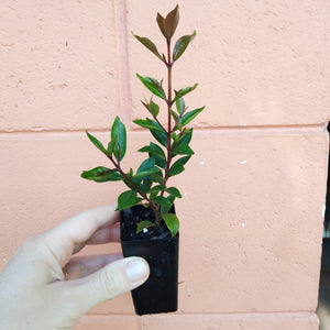 Syzygium 'Baby Boomer' plant in a mini tube, showing off it's bronze coloured new growth.