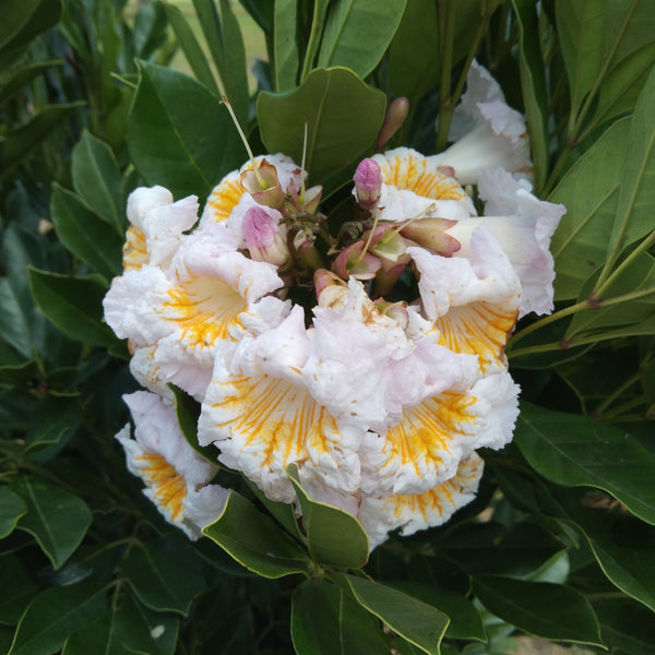 Radermachera 'Everlasting Beauty' 200mm pot LOCALS ONLY