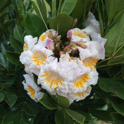 Radermachera 'Everlasting Beauty' 200mm pot LOCALS ONLY