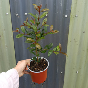 Syzygium 'Resilience' 130mm pot LOCALS ONLY