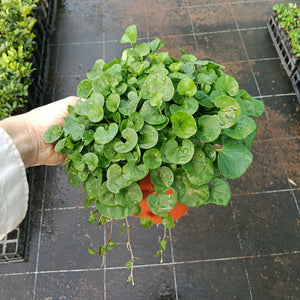 Dichondra repens 'Kidney Weed' 130mm pot LOCALS ONLY