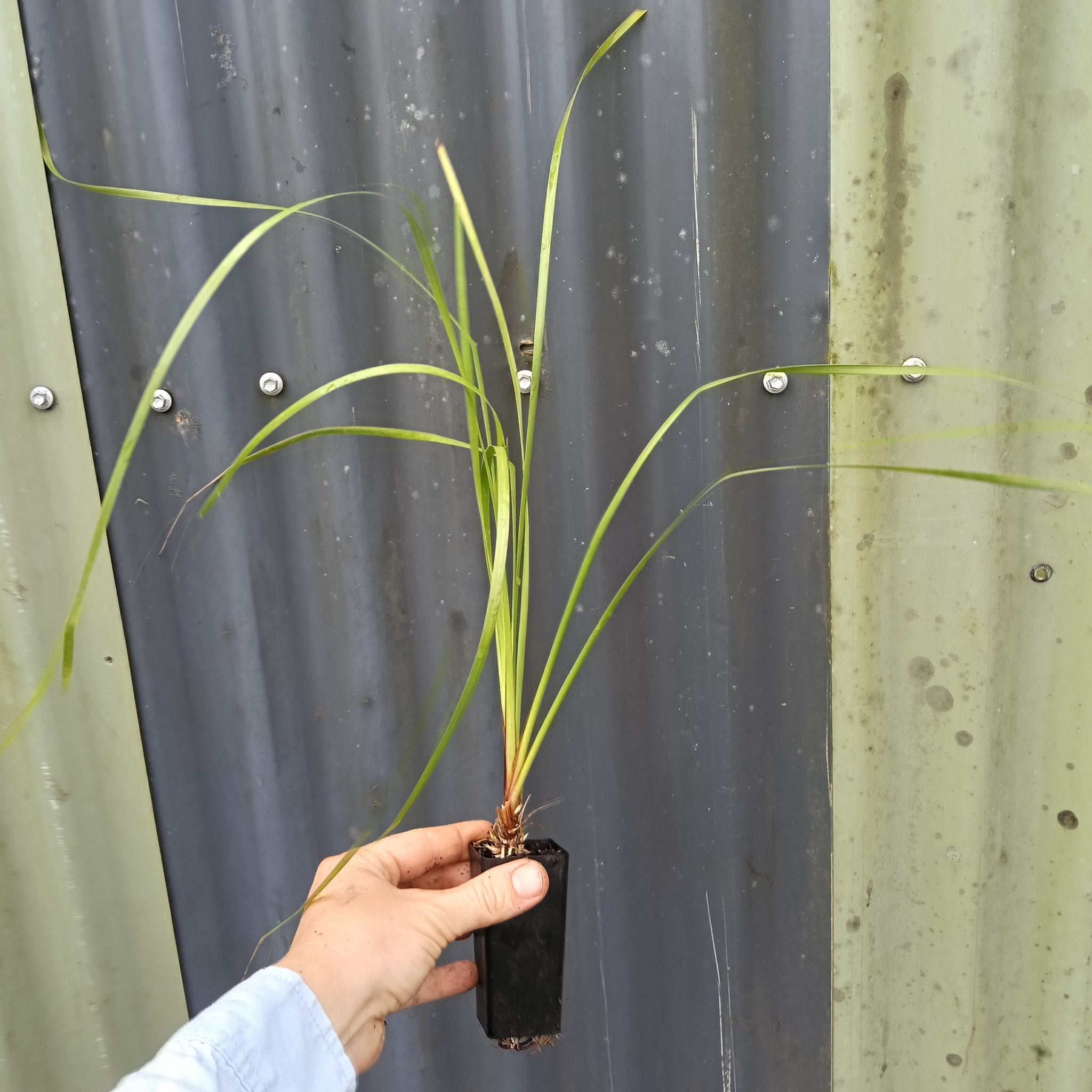 Lomandra 'Little Cricket' Mini Tube