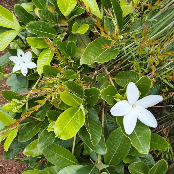 Gardenia 'White Star'