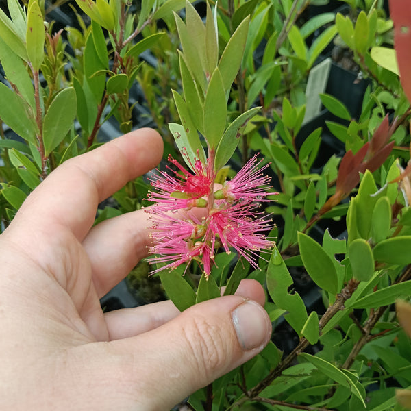 Callistemon 'Reeves Pink' Mini Tube