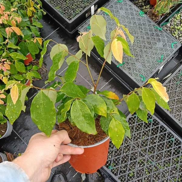 Phyllanthus cuscutiflorus "Pink Phyllanthus" 130mm pot LOCALS ONLY