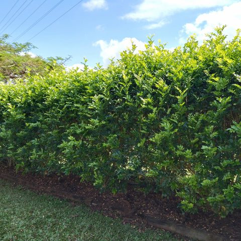 A clipped hedge of Murray paniculata "Mock Orange".