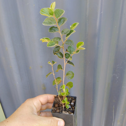 Pelatostigma pubescens "Quinine Bush" in 50mm forestry tubestock.