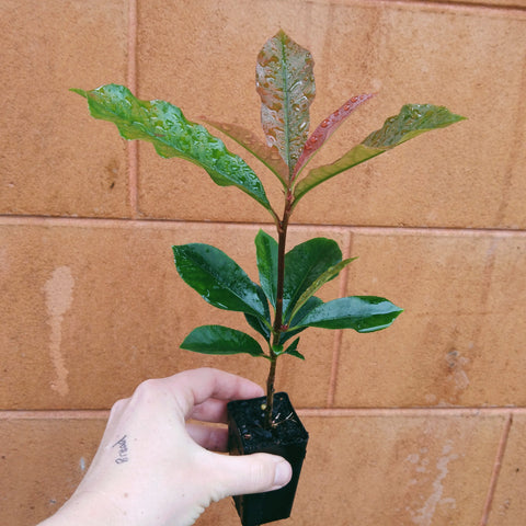 Photinia "Red Robin" plant in a mini tube.