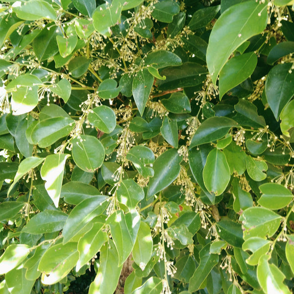 The dense foliage and delicate pendulous flowers of Phyllanthus cuscutiflorus "Pink Phyllanthus".