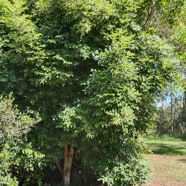Phyllanthus cuscutiflorus "Pink Phyllanthus" established in the garden.