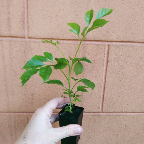 Radermachera "Everlasting Beauty" plant in a mini tube.