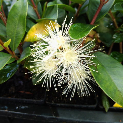 The white puffy flower of Syzygium "Express"