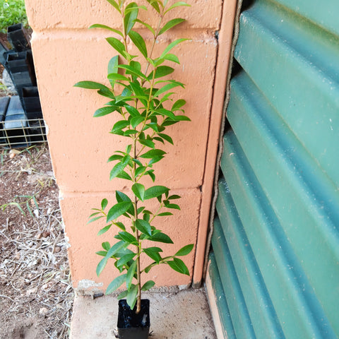 Syzygium "Select" plant in a mini tube.