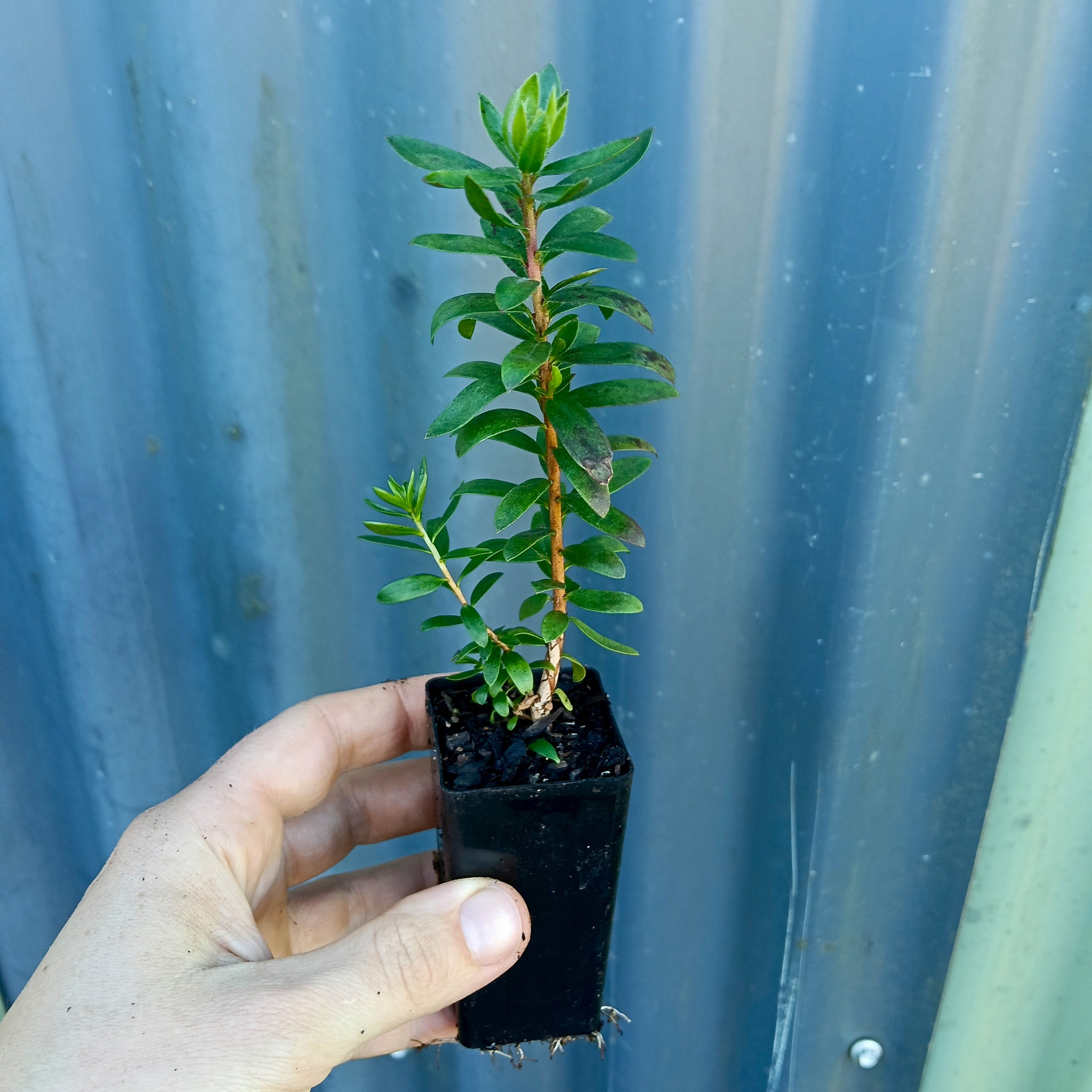 Callistemon 'Little John' mini tube