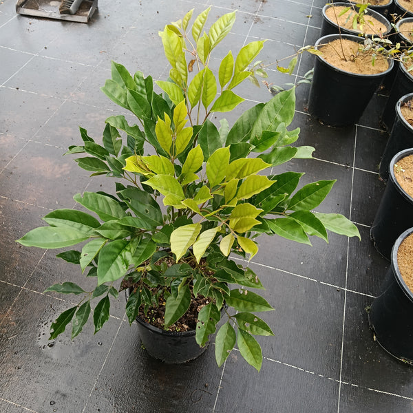 Radermachera 'Everlasting Beauty' 200mm pot LOCALS ONLY