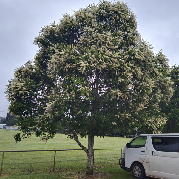 Buckinghamia celsissima "Ivory Curl Tree" 130mm pot LOCALS ONLY