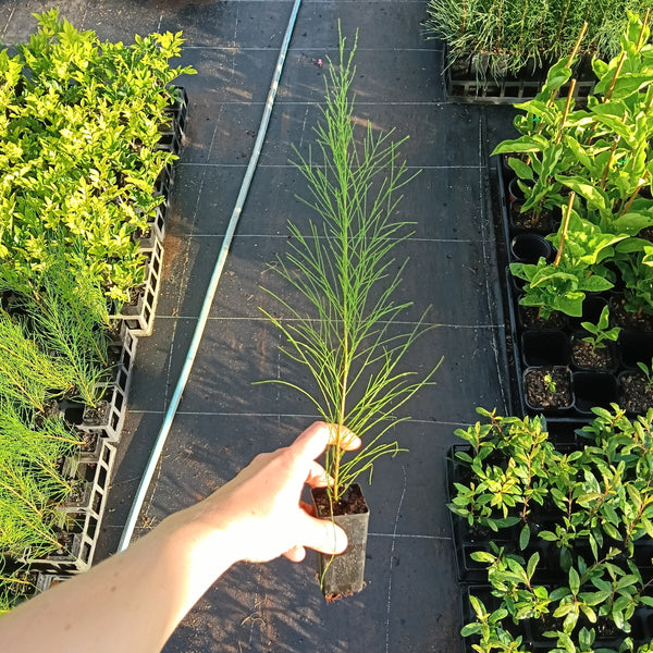 Casuarina cunninghamiana 'River She-Oak' Mini Tube