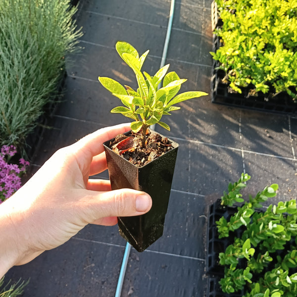 Gardenia 'White Star'