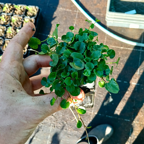 Dichondra repens 'Kidney Weed' Mini Tube