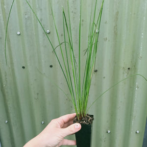 Juncus usitatus 'Common Rush'
