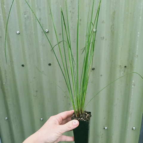 Juncus usitatus 'Common Rush'