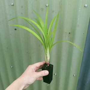 Dianella 'Emerald Fountain' Mini Tube
