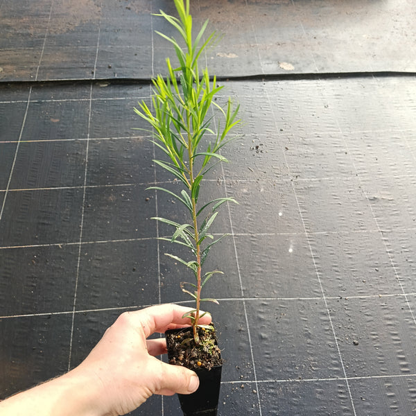 Melaleuca alternifolia "Tea Tree"