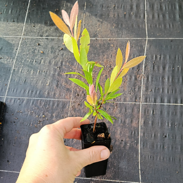Callistemon 'Reeves Pink' Mini Tube